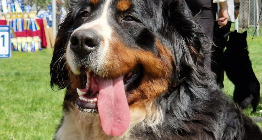 В Челнах прошла выставка собак (фото)