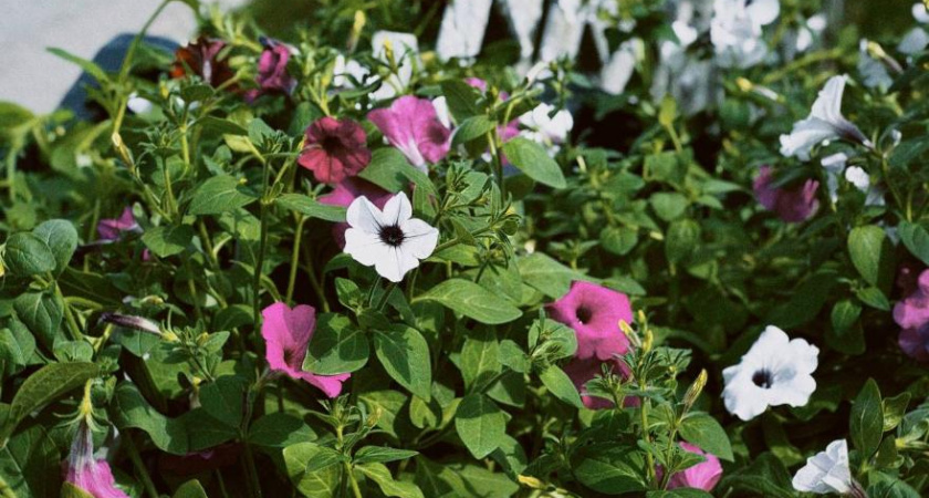 На проспектах Челнов начали устанавливать вазоны с петуниями  (фото)