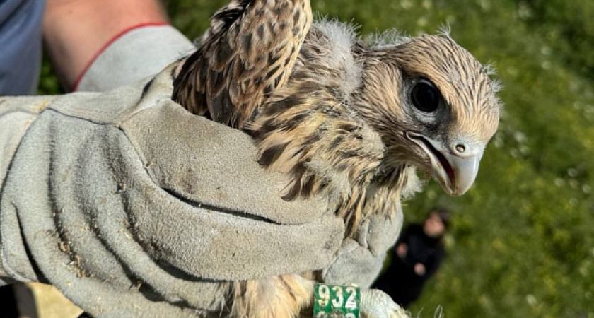 В Татарстане впервые за 50 лет вылупились птенцы сокола-балобана