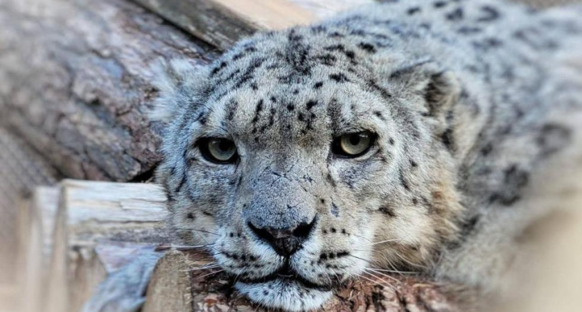 Минниханов напомнил о Дне снежного барса: «На обед будут угощения» 