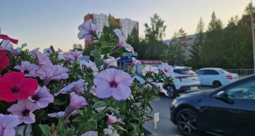 В этом сезоне в Челнах высадят более 1,6 млн цветов
