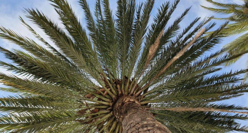 Из Казани могут запустить прямые рейсы в Доминикану 