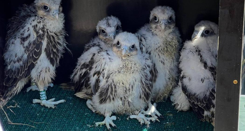 В минэкологии РТ показали птенцов сокола-балобана – они проходят адаптацию в дикой природе