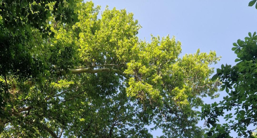 В Татарстане зафиксирован первый случай клещевого энцефалита