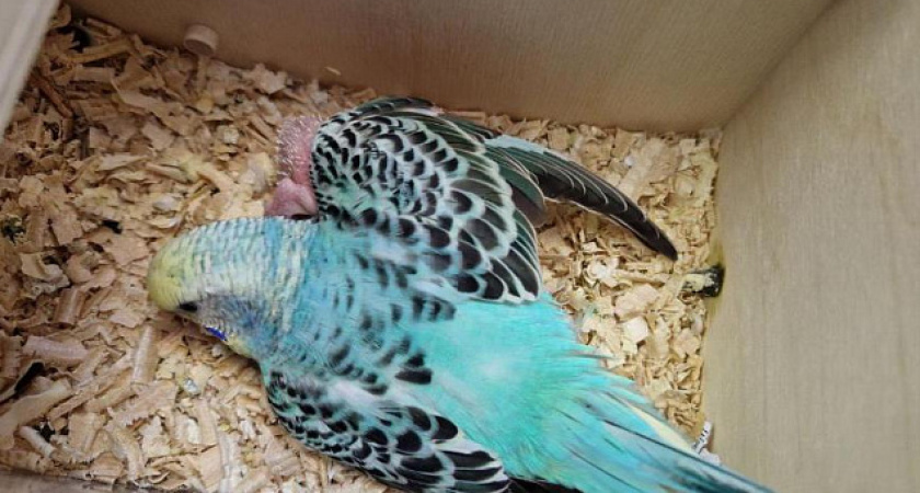 Попугаи из Органного зала Челнов снова стали родителями