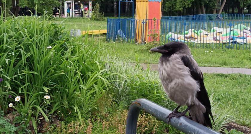 В июне температура в Челнах на 7 градусов ниже нормы