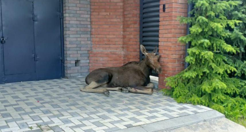 В Татарстане спасли лося, уставшего от городской суеты