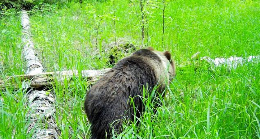 Глава Елабуги предупредил жителей о появившихся в лесу бурых медведях