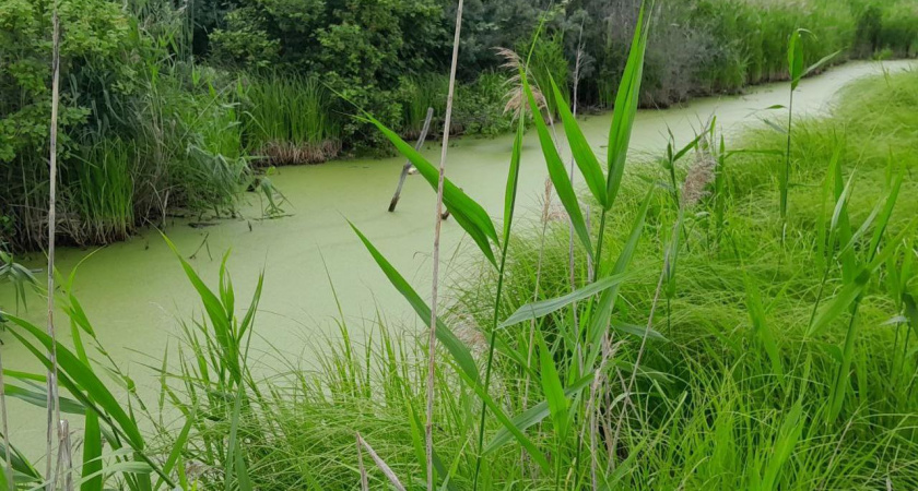 В Челнах спасли женщину, увязшую в болоте