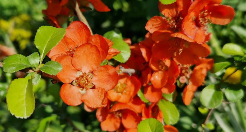 В Челнах отметят Питрау