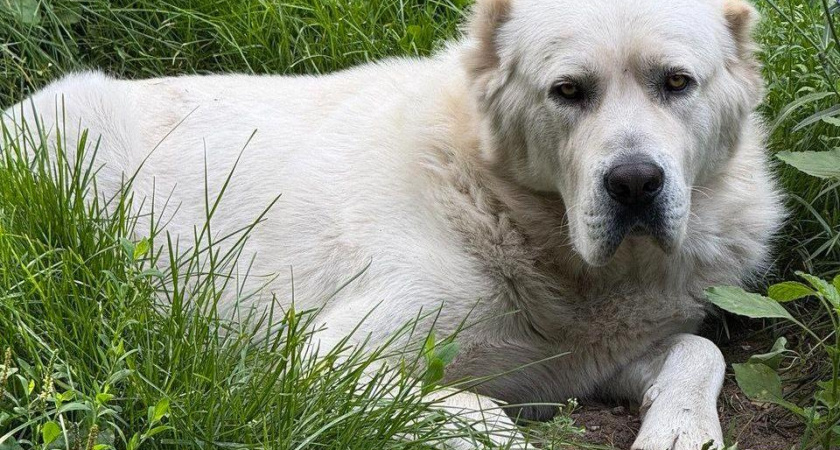 «Жарко!»: Минниханов опубликовал новое фото алабая Акдуса