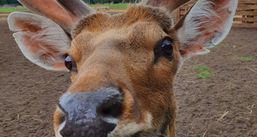 В Челнах спасли упавшего в колодец косуленка