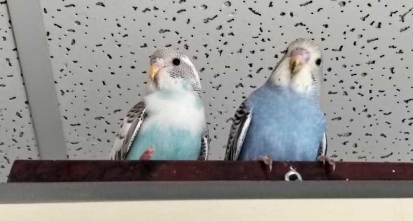 Попугаи из Органного зала Челнов могут стать родителями в третий раз