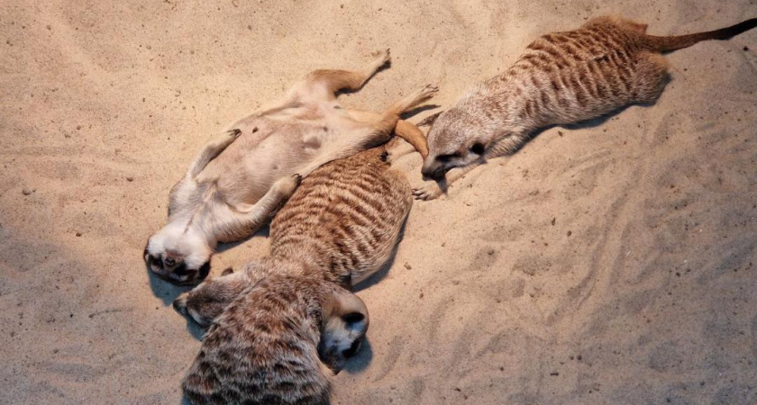 Продажи вентиляторов и кондиционеров за неделю выросли на 61%