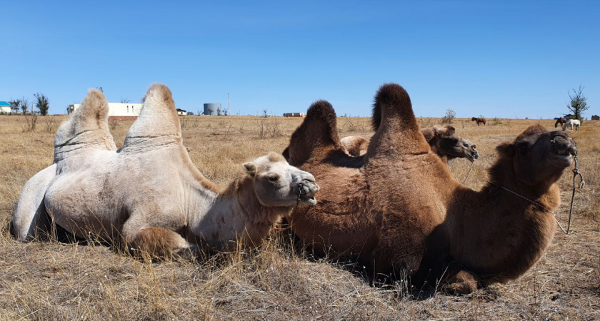Татарстан наладил экспорт верблюдов