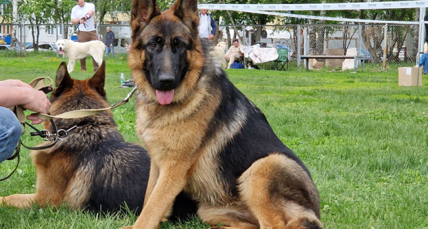 Челнинцам напомнили, где можно бесплатно вакцинировать домашних животных