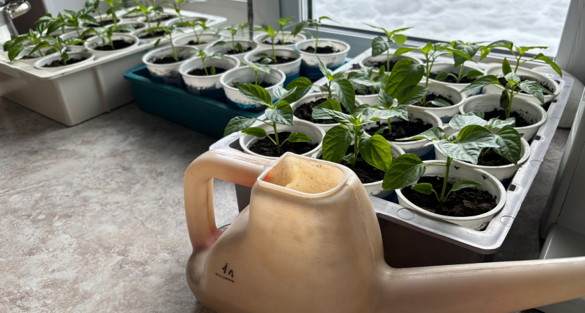 Рассада будет толщиной в палец и не вытянется: вот что надо сделать