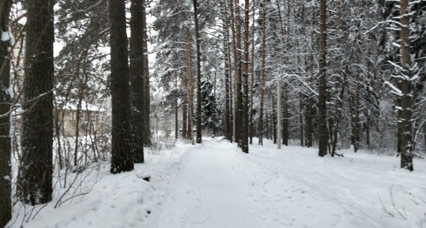В Татарстане пересчитают всех кабанов, лосей и рябчиков