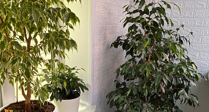 С января до марта фикусу Бенджамина - обязательно: 1 таблетка обеспечит появление новых листьев - берите на заметку