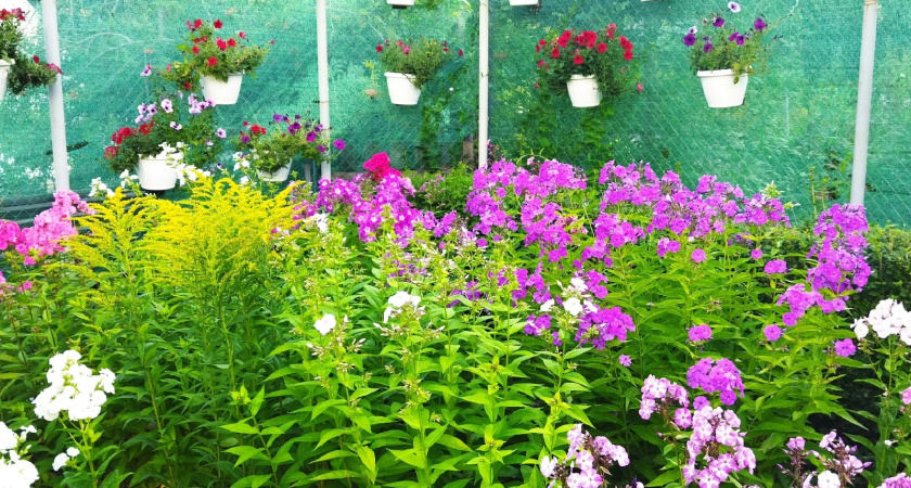 Садовод со стажем назвала цветы, которые она никогда не посадит на своем участке: полный список