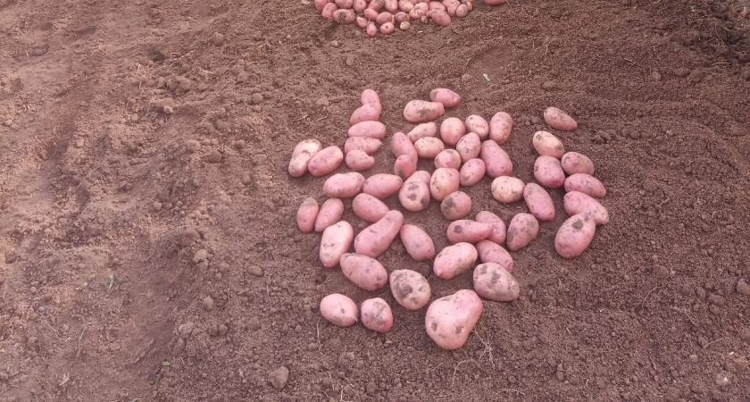 Не сорт, а любовь садовода: каждый куст дает по 20 клубней, ровных и крупных - агрономы рекомендуют