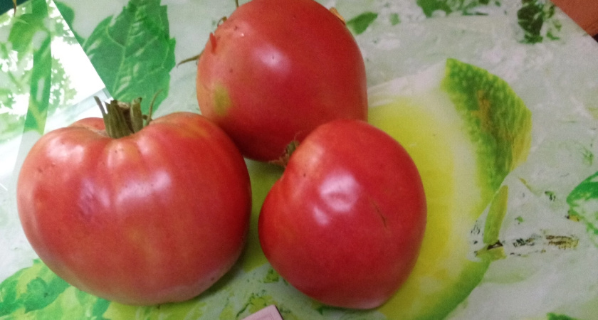 Не томат, а настоящий гигант на ветке: с одного куста собираю до 12 килограммов, а вкус — слаще сахарной ваты