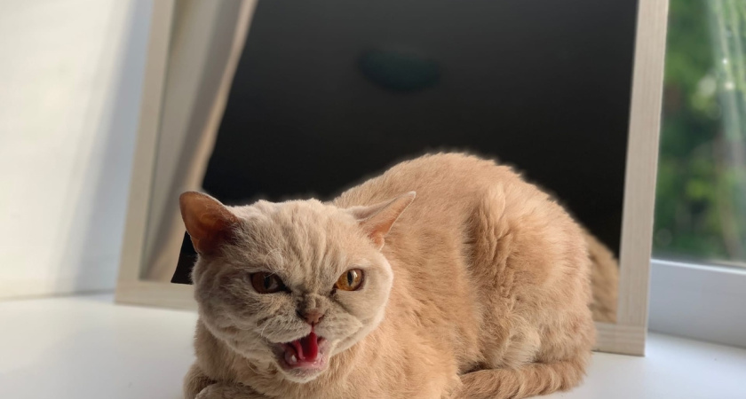 В Заинске задержан водитель за избиение кота в кабине грузовика