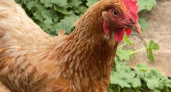 Осенью курам — обязательно: 2 натуральные добавки в корм — и яйценоскость у несушек взлетает ракетой