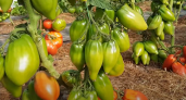 За этим сортом томата садоводы охотятся с октября: сажаю его каждый год — урожай собираю больше всех в округе
