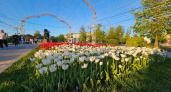 В 2026 году в Челнах высадят 15 тысяч новых деревьев и 228 тысяч тюльпанов
