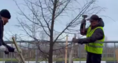 В Челнах на улице Нариманова высадили 170 новых деревьев