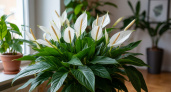 Спатифиллум умоляет о помощи: 3 простых совета, которые вернут растению былую красоту за пару дней
