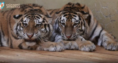 Спасенные амурские тигры станут новыми звездами Казанского зоопарка