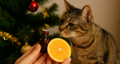 Кошка будет обходить ёлку за километр: используйте для защиты праздничного дерева простое средство — максимальная эффективность