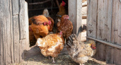 Очистил курятник от вони - и несушки завалили яйцами: просто раскидайте по полу несколько горстей