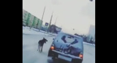 Челнинцы засняли пса, несшегося за авто хозяина