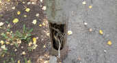 А если током ударит? Небезопасные столбы в городе