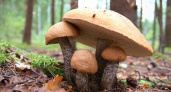 Грибы снижают риск возникновения депрессии у человека