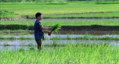 В Китае вывели новые сорта высокоурожайного многолетнего риса