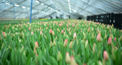 К 8 Марта «Горзеленхоз» вырастил 120 тыс. тюльпанов более 20 разных сортов