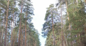 Под Челнами высадят 260 га леса взамен деревьев, вырубленных под М7