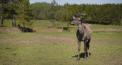 Из питомника в Татарстане выпустили на волю маралов