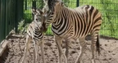 В зооботсаду Татарстана родилась зебра (видео)
