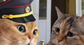 В МВД записали ролик с мемными котами, чтобы предупредить о мошенниках (видео)