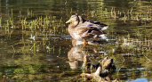 На озеро в парке Прибрежном в Челнах вернулись утки