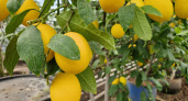 Лимонный рай: как в теплице КБК им. Титова более 30 лет выращивают цитрусовые