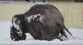 Слон Филимон из зооботсада в Казани встретил снегопад, валяясь в сугробах (видео)