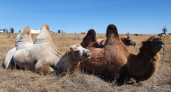 В Татарстане открыли дом престарелых для верблюдов