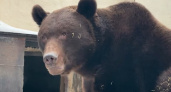 В зооботсаду Казани вышел из зимней спячки медведь Фома (видео)
