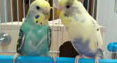 История любви Шуры и Кеши: как в Органном зале Челнов обосновалась семья попугаев